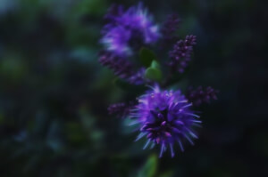 Purple Prickles